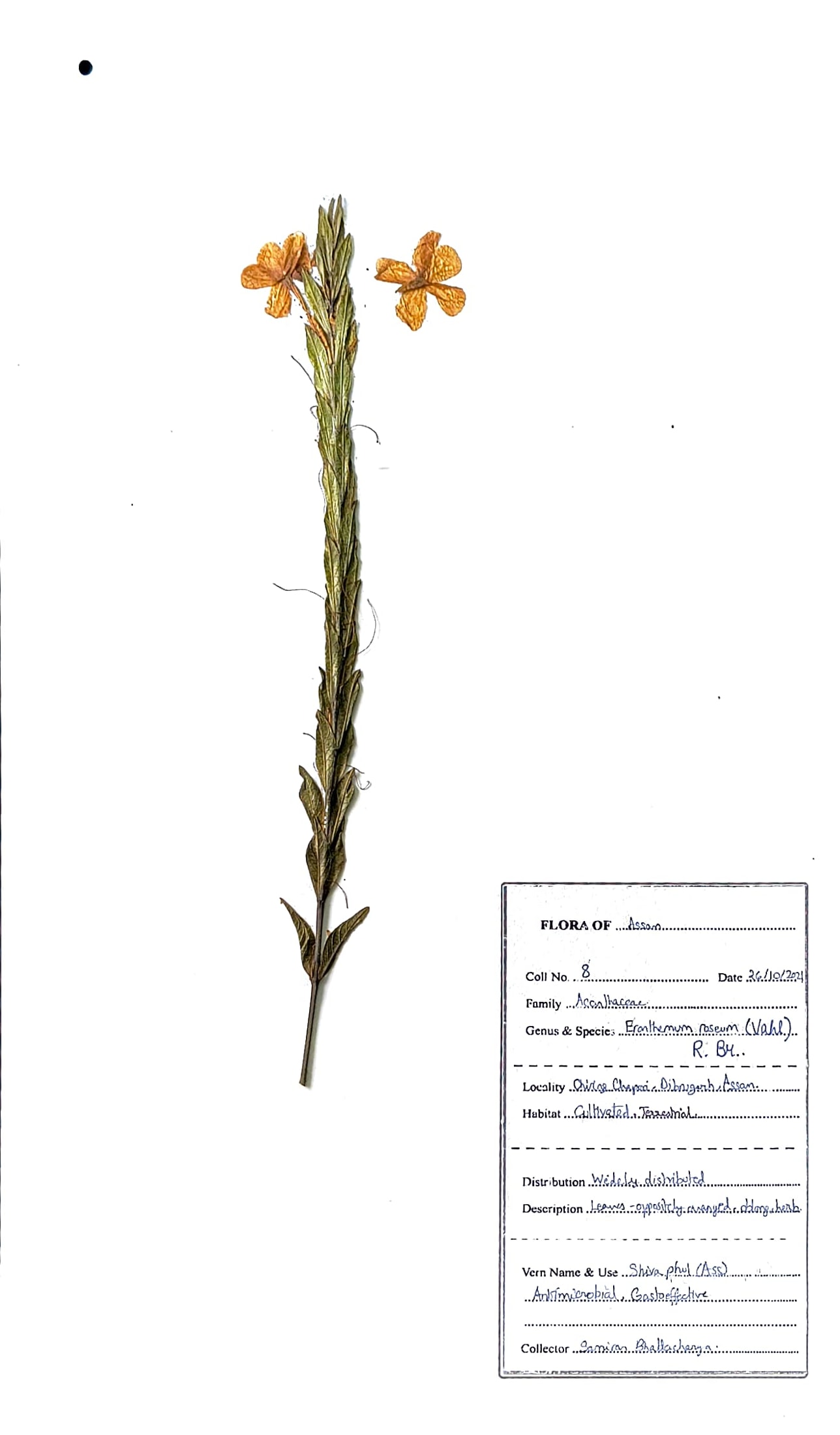 Shiva Phul(Ass.) (Herbarium)